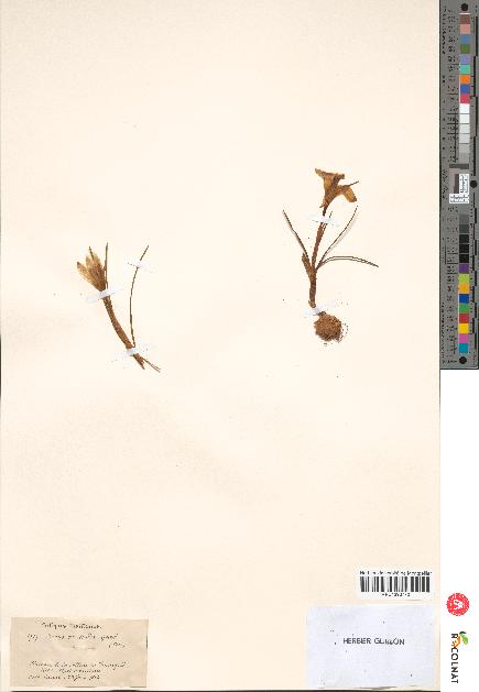 spécimen de Crocus versicolor