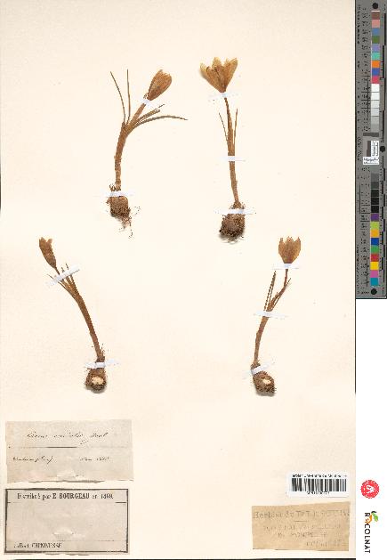 spécimen de Crocus versicolor