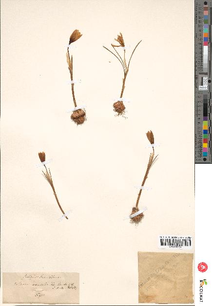spécimen de Crocus versicolor