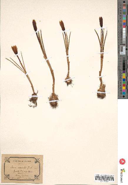 spécimen de Crocus versicolor