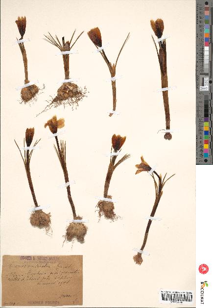 spécimen de Crocus versicolor