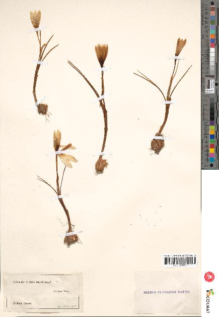 spécimen de Crocus versicolor