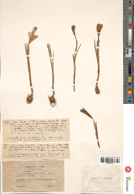 spécimen de Crocus vernus