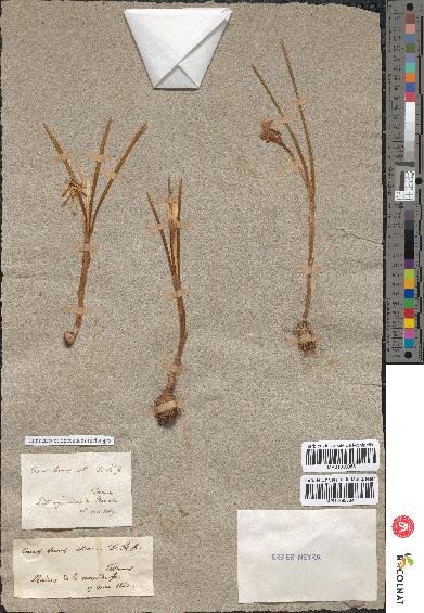 spécimen de Crocus vernus