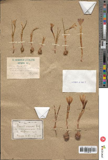 spécimen de Crocus vernus