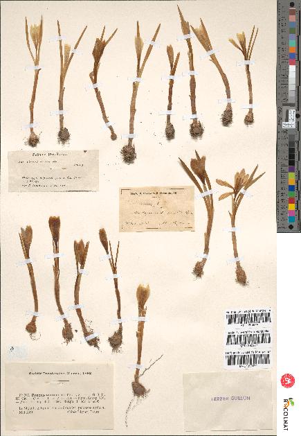 spécimen de Crocus vernus