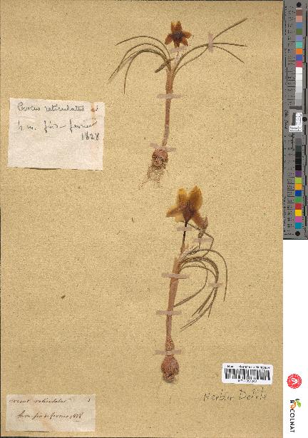 spécimen de Crocus reticulatus