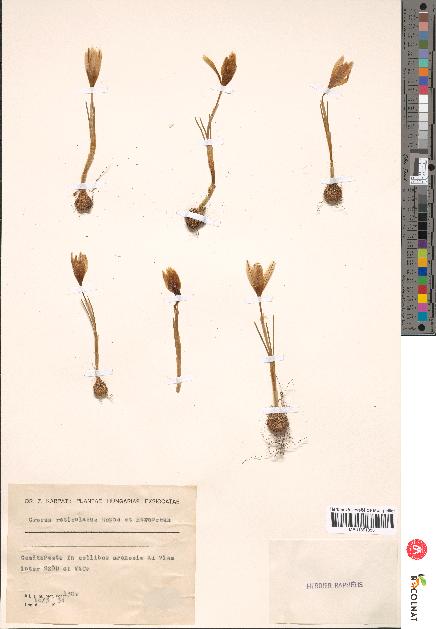 spécimen de Crocus reticulatus