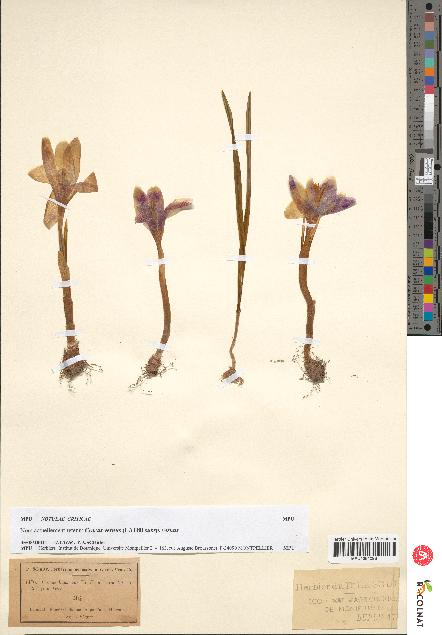 spécimen de Crocus banaticus