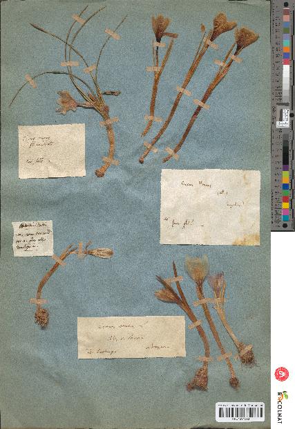 spécimen de Crocus vernus