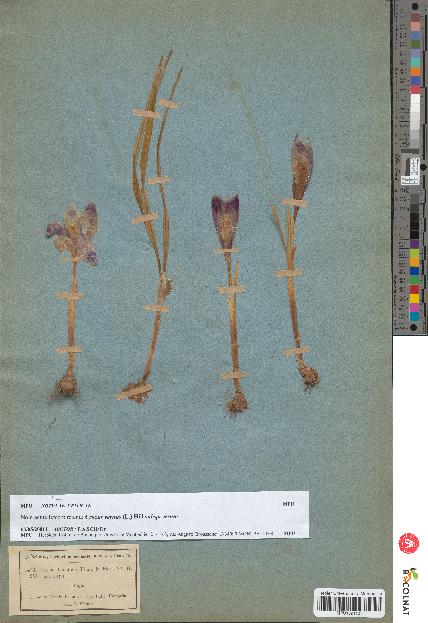 spécimen de Crocus banaticus