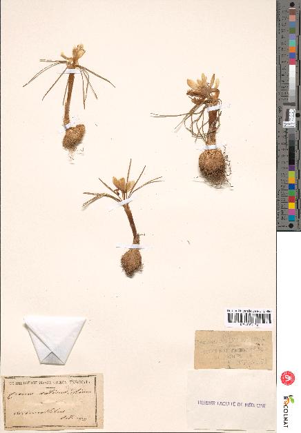 spécimen de Crocus sp.