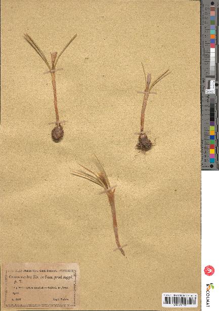 spécimen de Crocus siculus