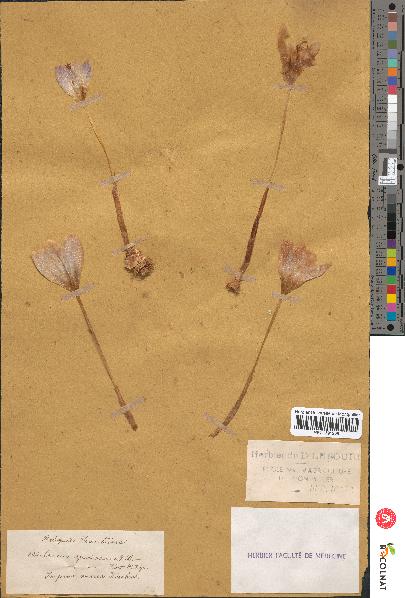 spécimen de Crocus speciosus