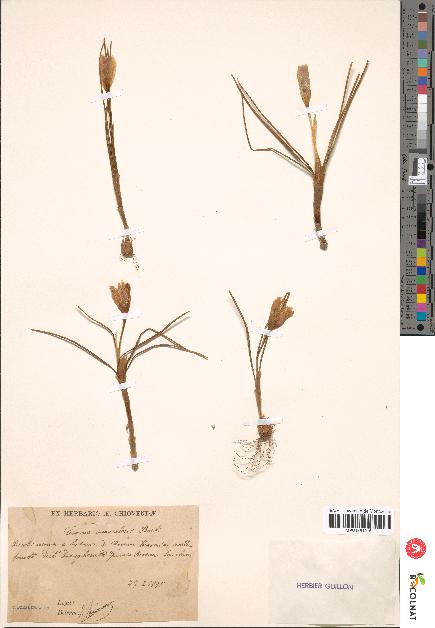 spécimen de Crocus suaveolens