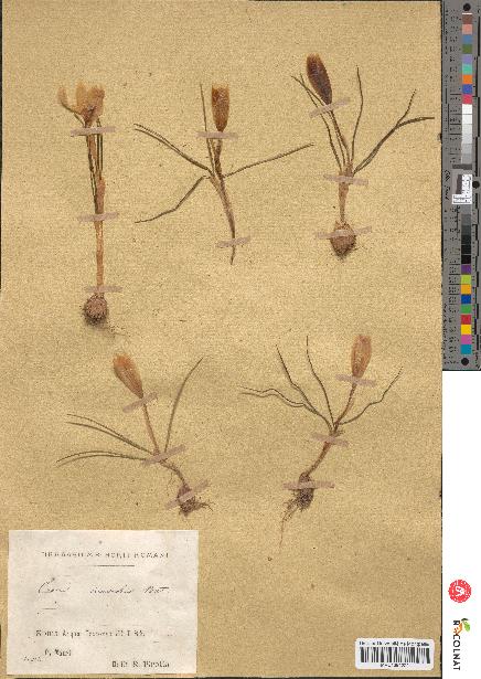 spécimen de Crocus suaveolens