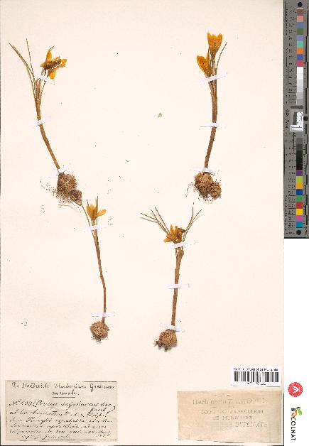 spécimen de Crocus sulphureus