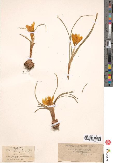 spécimen de Crocus syriacus