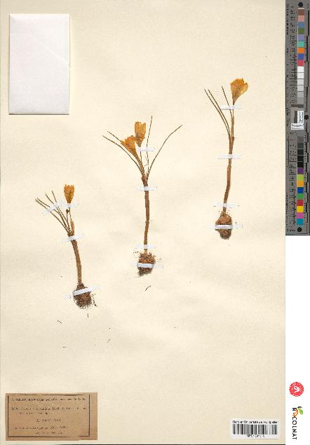 spécimen de Crocus chrysanthus