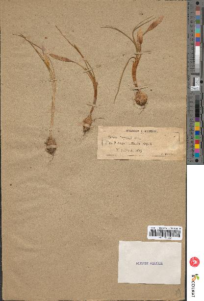 spécimen de Crocus imperati