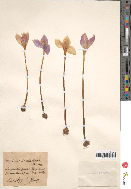 spécimen de Crocus iridiflorus