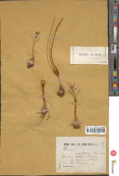 spécimen de Crocus carpetanus