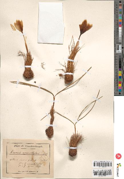 spécimen de Crocus cancellatus