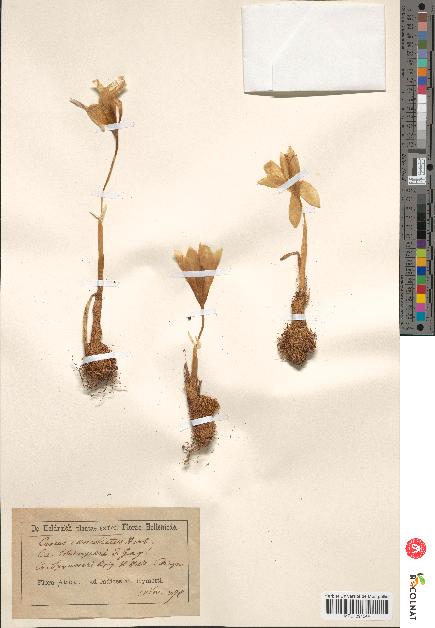 spécimen de Crocus cancellatus