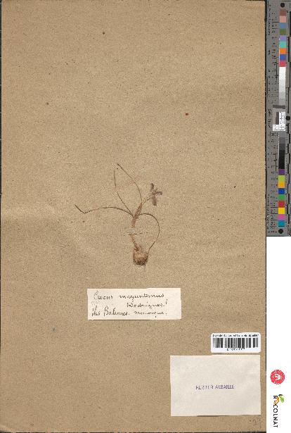 spécimen de Crocus magontanus