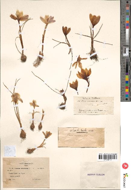 spécimen de Crocus minimus