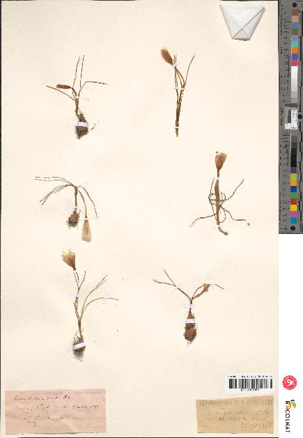 spécimen de Crocus minimus