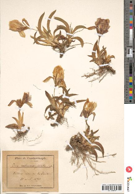 spécimen de Iris rubromarginata