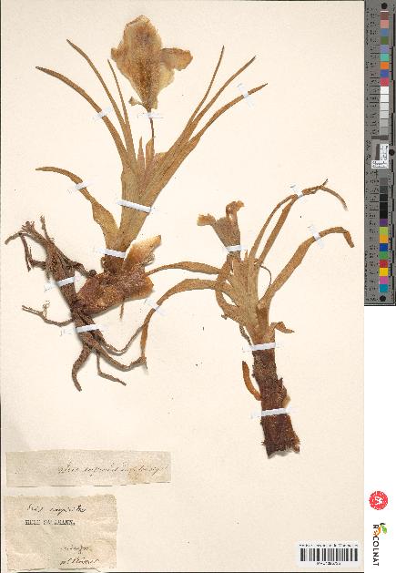 spécimen de Iris scorpioides