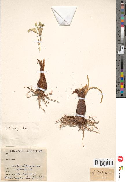 spécimen de Iris scorpioides