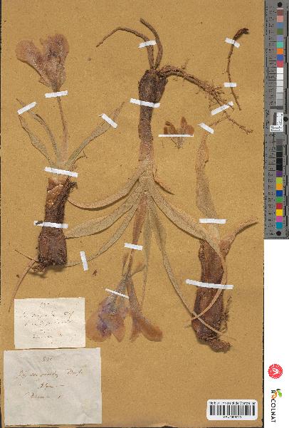 spécimen de Iris scorpioides