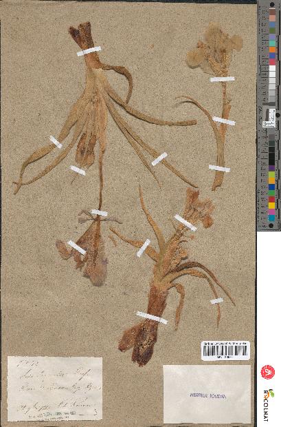 spécimen de Iris scorpioides