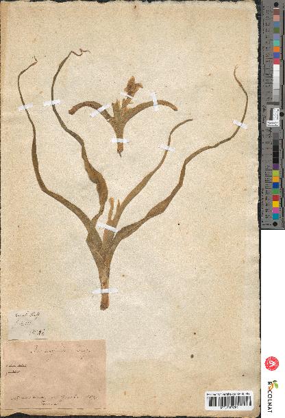 spécimen de Iris scorpioides