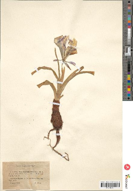 spécimen de Iris scorpioides