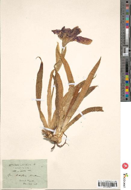 spécimen de Iris subbiflora