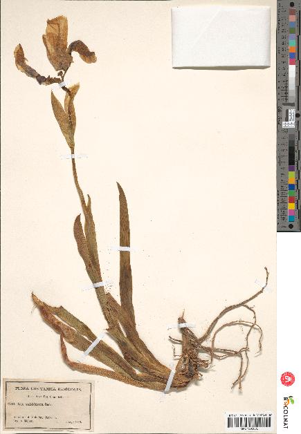 spécimen de Iris subbiflora