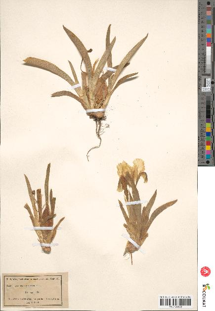 spécimen de Iris transsilvanica