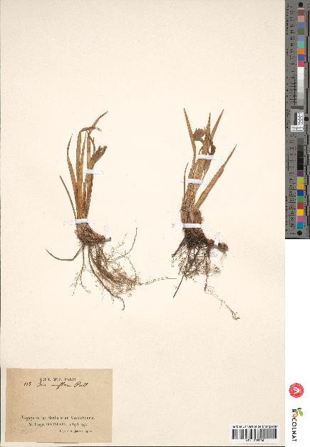 spécimen de Iris uniflora