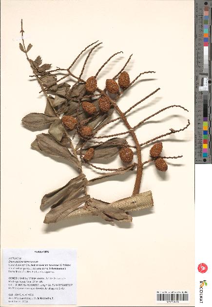 spécimen de Eremospatha tessmanniana