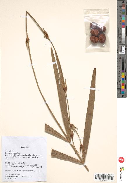 spécimen de Eremospatha cuspidata