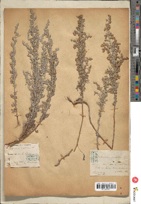 spécimen de Artemisia maritima