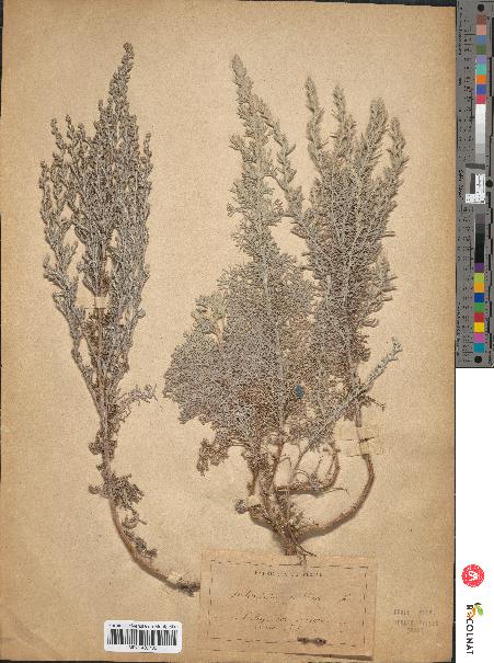 spécimen de Artemisia gallica