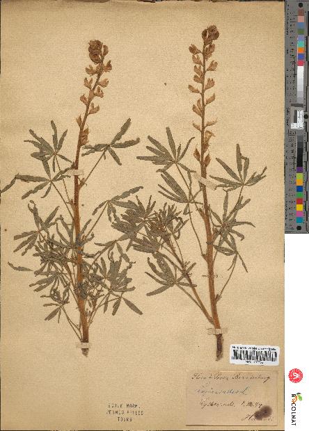 spécimen de Lupinus albus