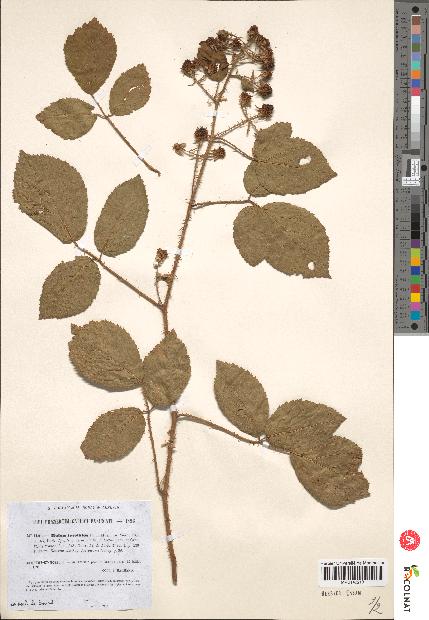 spécimen de Rubus insolatus