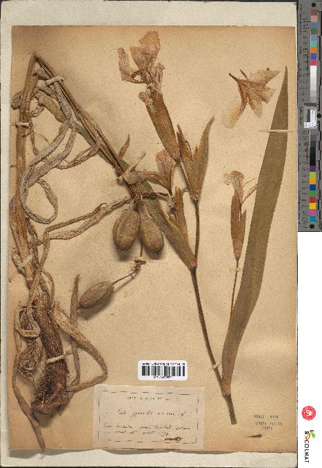 spécimen de Iris pseudacorus