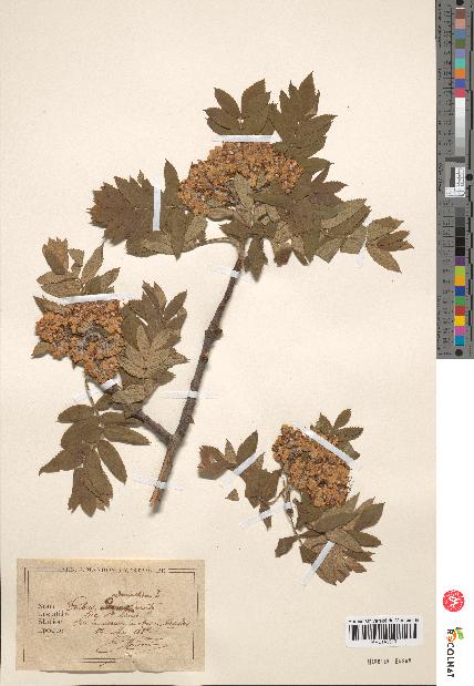 spécimen de Sorbus domestica